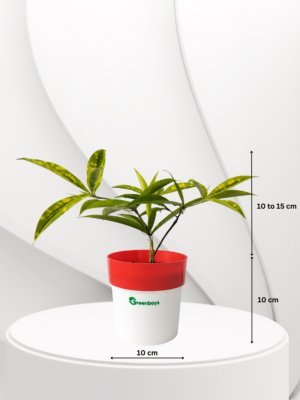 Dracaena golden milky Dracaena golden milky