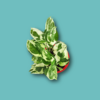 Money Plant N'Joy Online in India | Greenboys