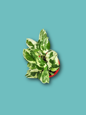 Money Plant N'Joy Online in India | Greenboys