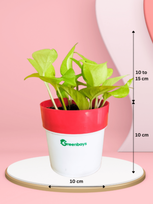 Money Plant Neon