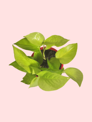 Money Plant Neon