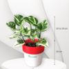 Money Plant N'Joy Online in India | Greenboys