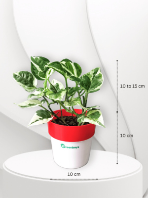 Money Plant N'Joy Online in India | Greenboys
