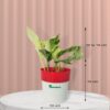 Marble Queen Pothos