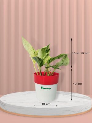 Marble Queen Pothos