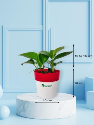 Money Plant Golden Plant