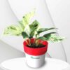 Marble Queen Pothos