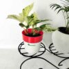 Marble Queen Pothos plant