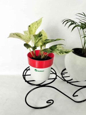 Marble Queen Pothos plant