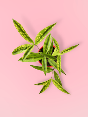 Dracaena golden milky Dracaena golden milky