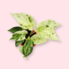 Marble Queen Pothos