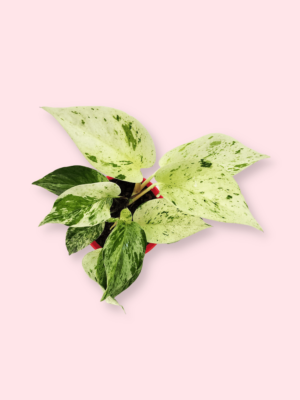 Marble Queen Pothos