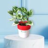 Money Plant N'Joy Online in India | Greenboys