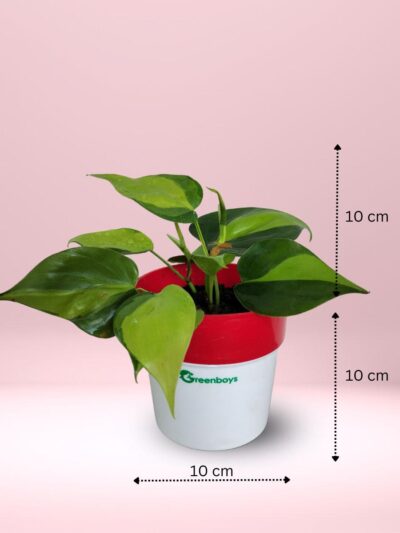 Money Plant (Philodendron Brasil) greenboys