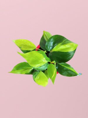 Money Plant (Philodendron Brasil)