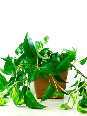 Aralia plant in self watering pot