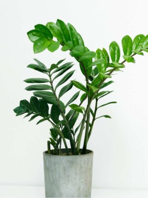 Aralia plant in self watering pot