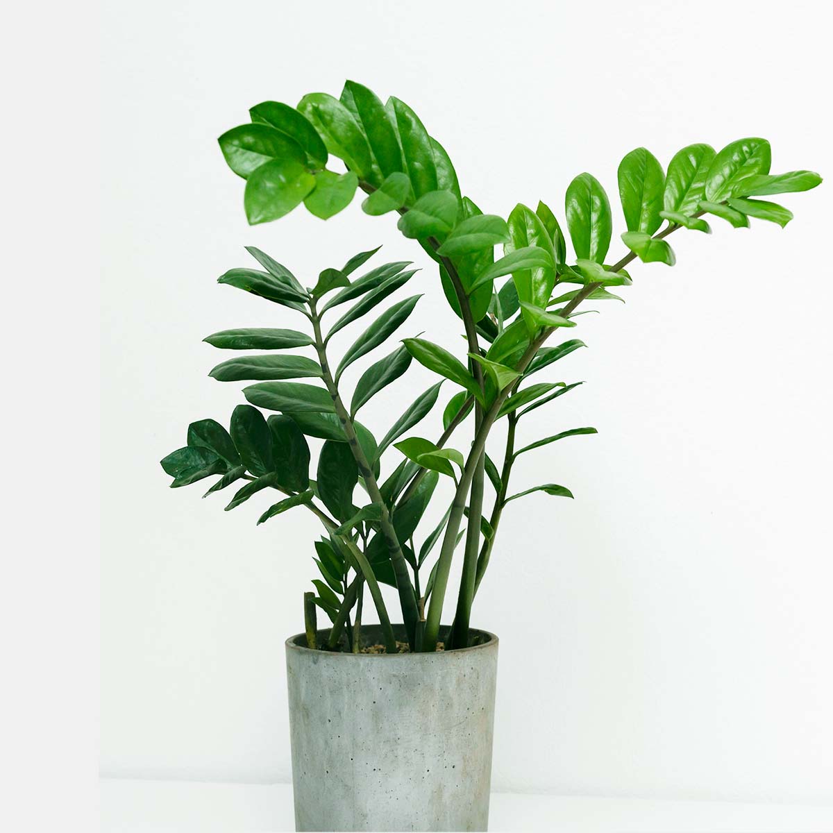 low light Parlour Palm Plant