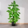 mony plant greenboys