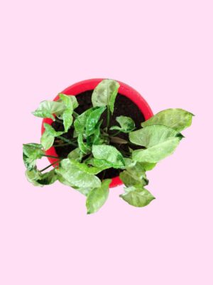 Syngonium Mini Pixie
