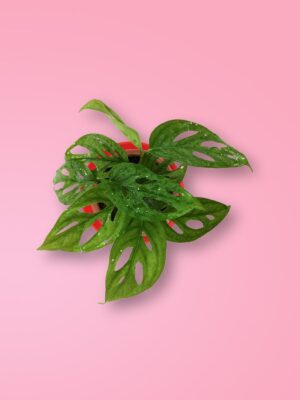 Philodendron Broken Heart Plant