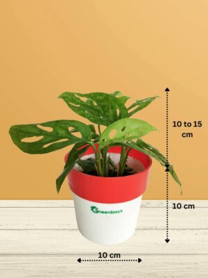 Philodendron Broken Heart Plant