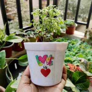 Gift for Love Ones with a Live Plant (Love is Love)