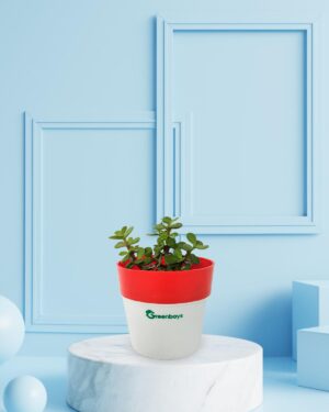 Jade Plant Mini