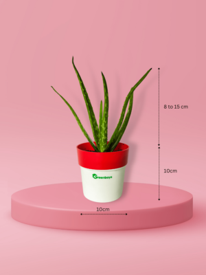 Greenboys Aloe Vera Plant