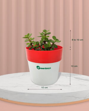 Jade Plant Mini