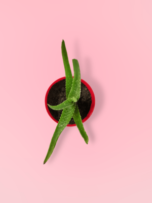 Greenboys Aloe Vera Plant