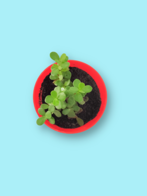 Jade Plant Mini