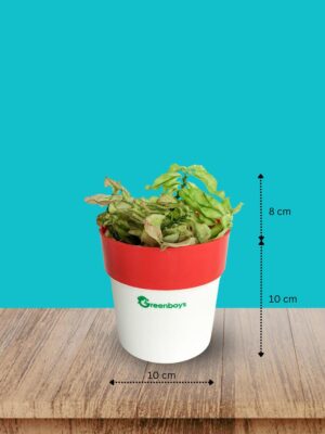 Pedilanthus curly pink