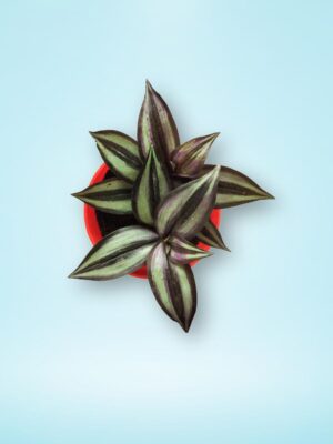 Wandering Jew