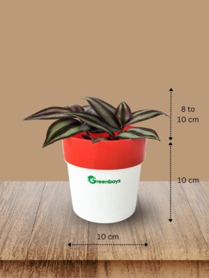 Wandering Jew