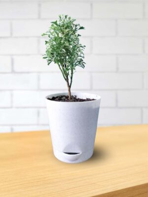 Aralia Plant Greenboys