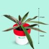 Moses in the Cradle / Rhoeo discolor