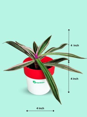Moses in the Cradle / Rhoeo discolor