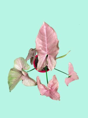 Pink Syngonium