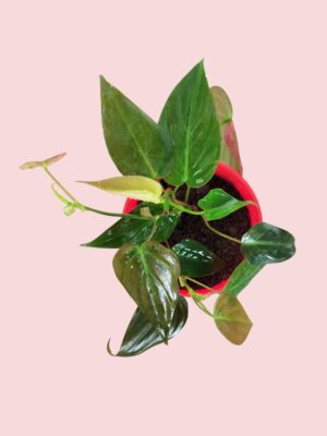 Micans Plant greenboys