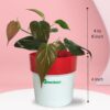 Micans Plant Greenboys