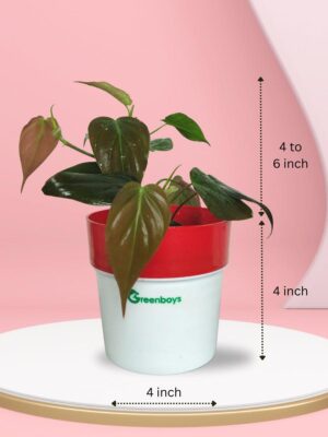 Micans Plant Greenboys