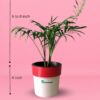 parlour palm greenboys plants