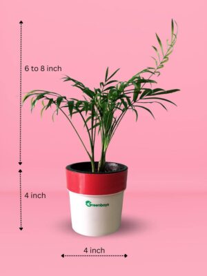 parlour palm greenboys plants