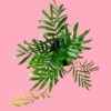 parlour palm plant greenboys
